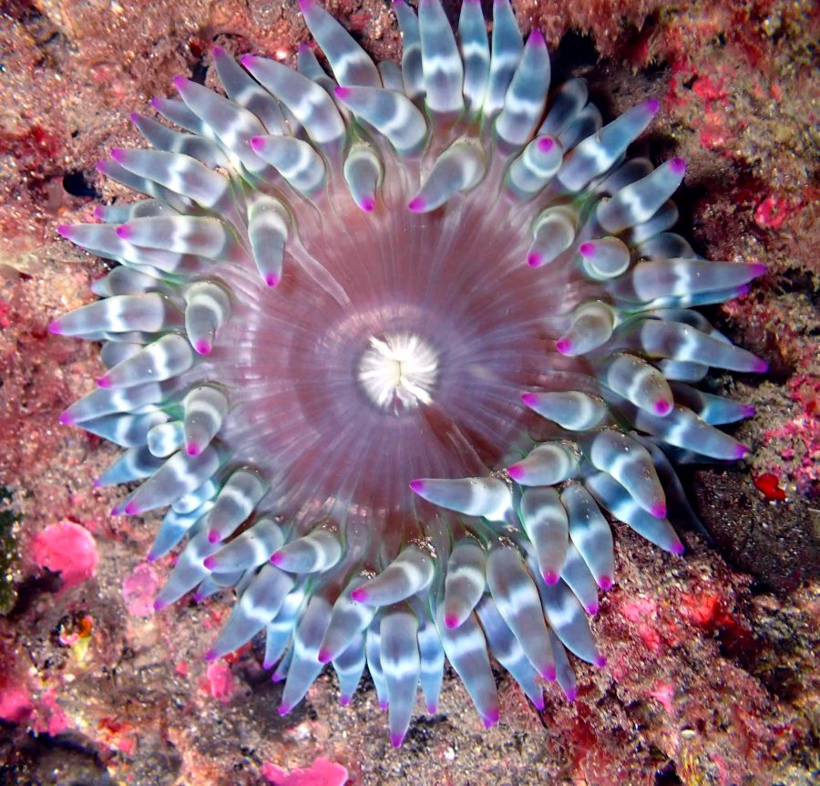 Anemone und Meeresorganismen auf den Felsen der Tegnùe
