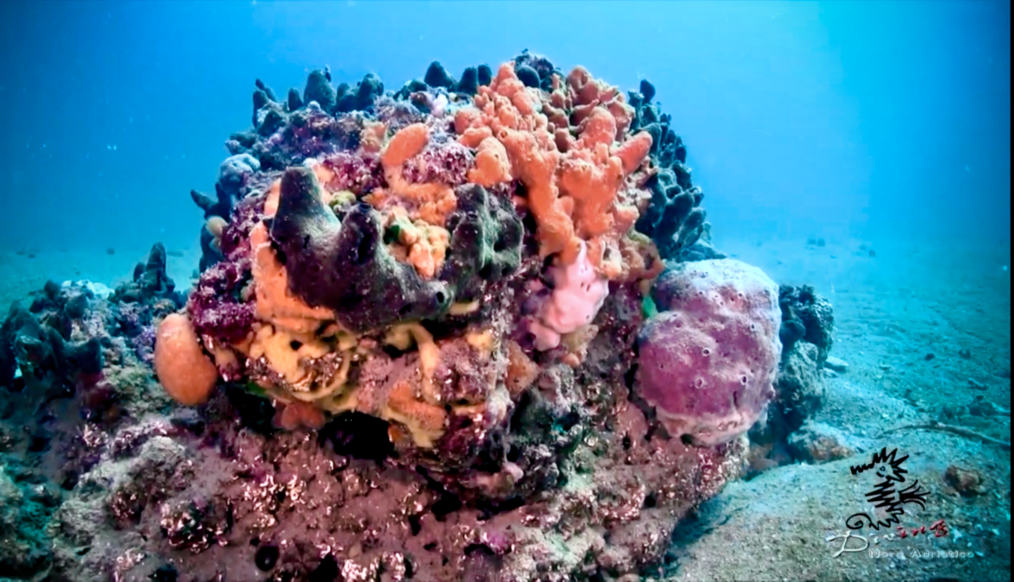 Reef sommerso delle Tegnùe veneziane con spugne e organismi incrostanti