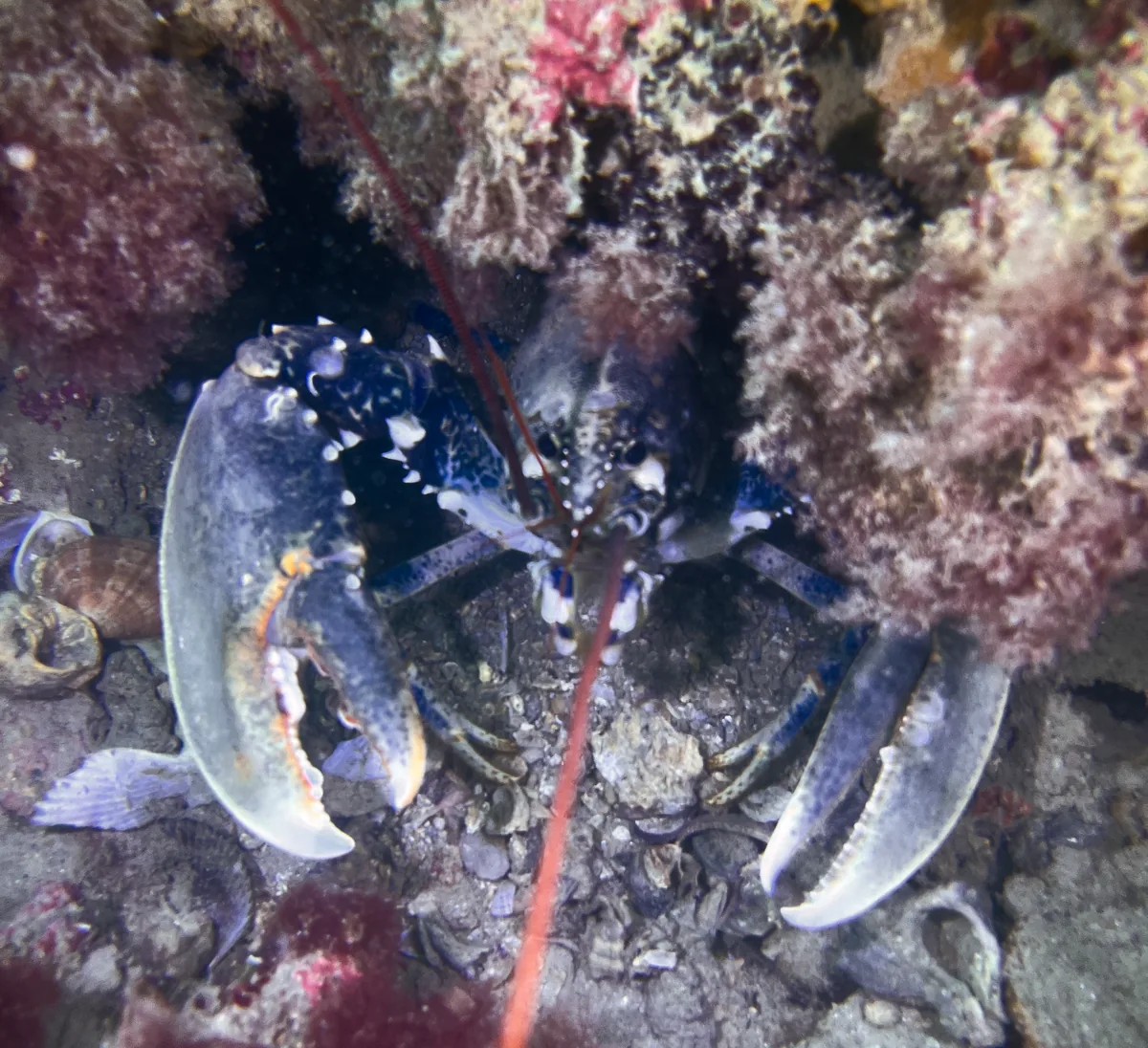 Großer Hummer in einer Felshöhle
