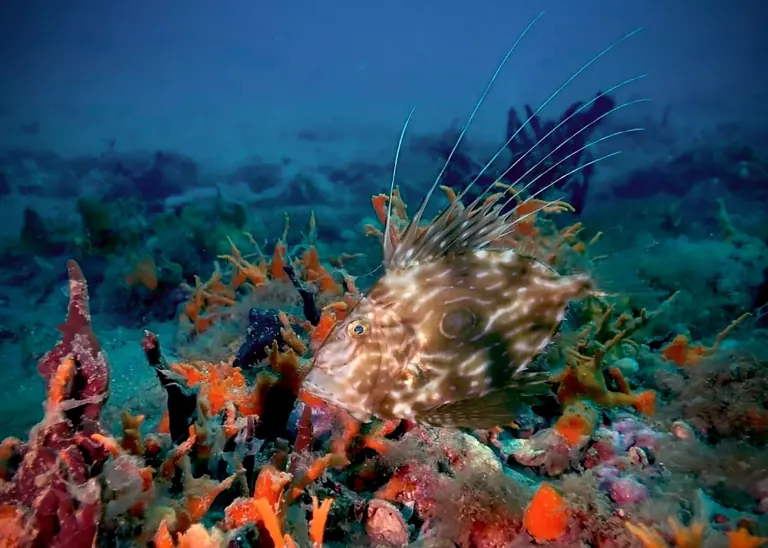 Pesce San Pietro nel Nord Adriatico