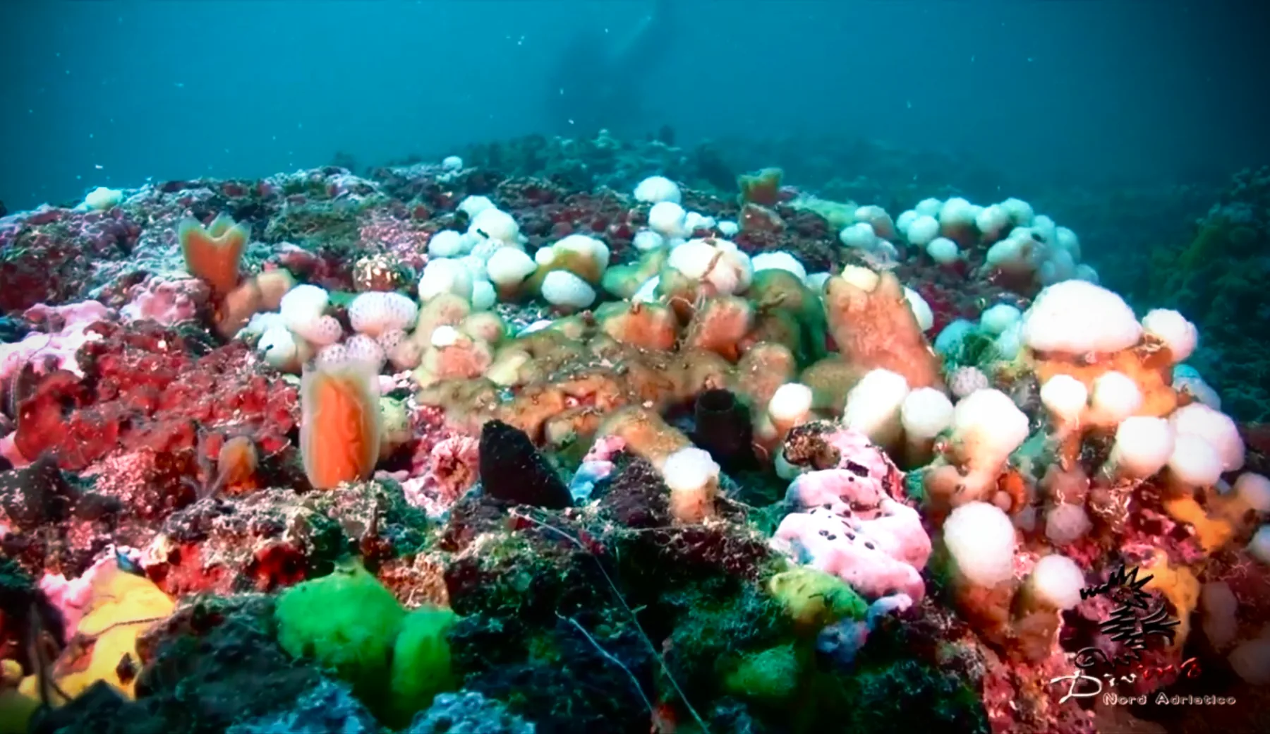 Unterwasserpanorama einer Meeresuntiefe