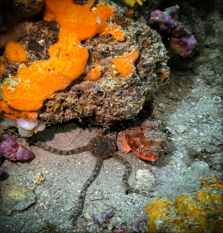 Stella marina Ophioderma longicauda sui fondali di Jesolo e Venezia